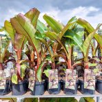 Banánovník (Ensete ventricosum) ‘MAURELII’ -  výška 30-50 cm, kont. C2L